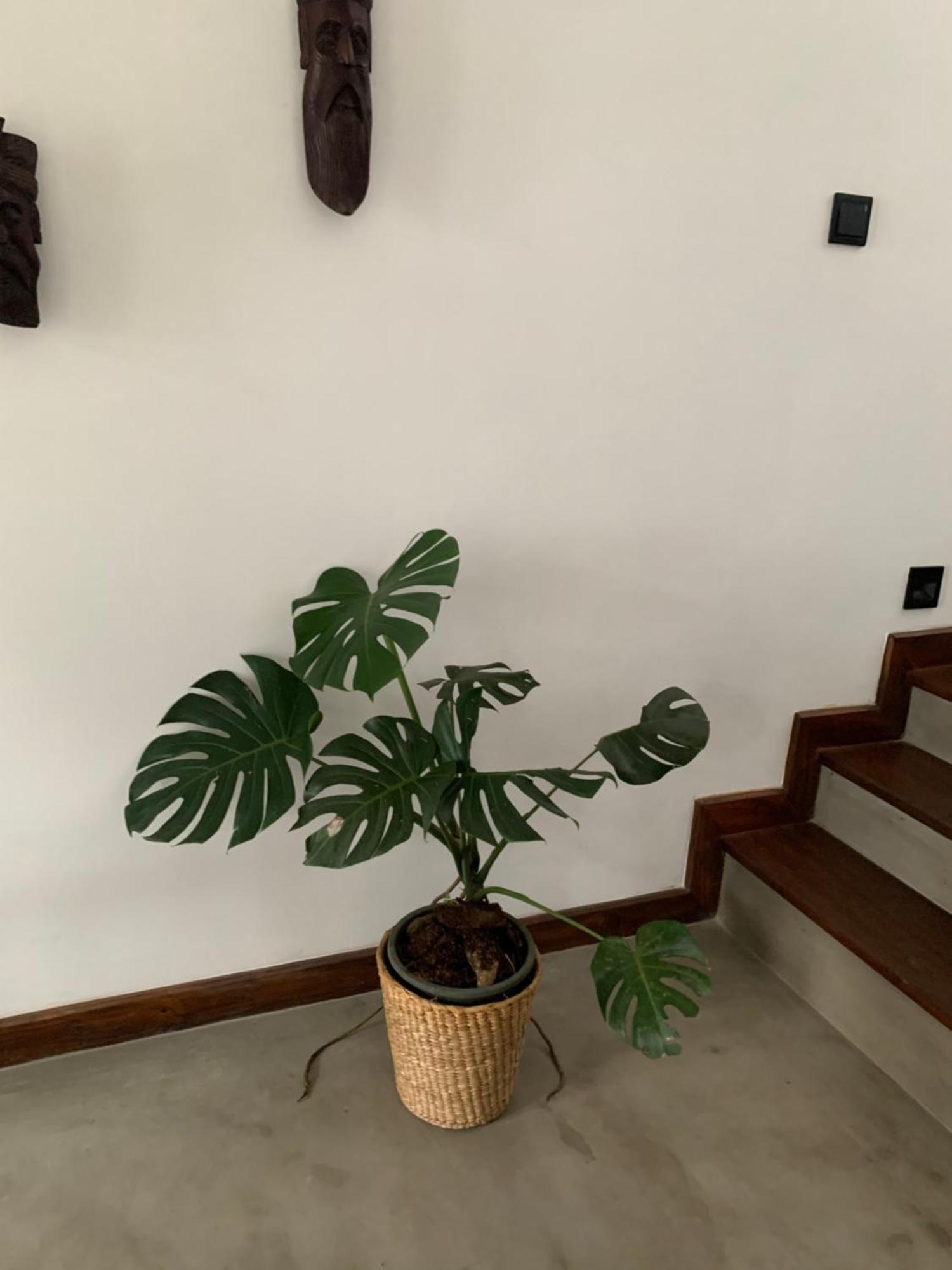ディックウェラ Thaproo Bay Hiriketiya Bed & Breakfast エクステリア 写真